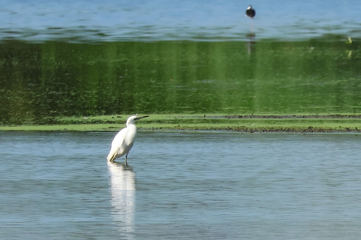Little Blue Heron - ML638920701
