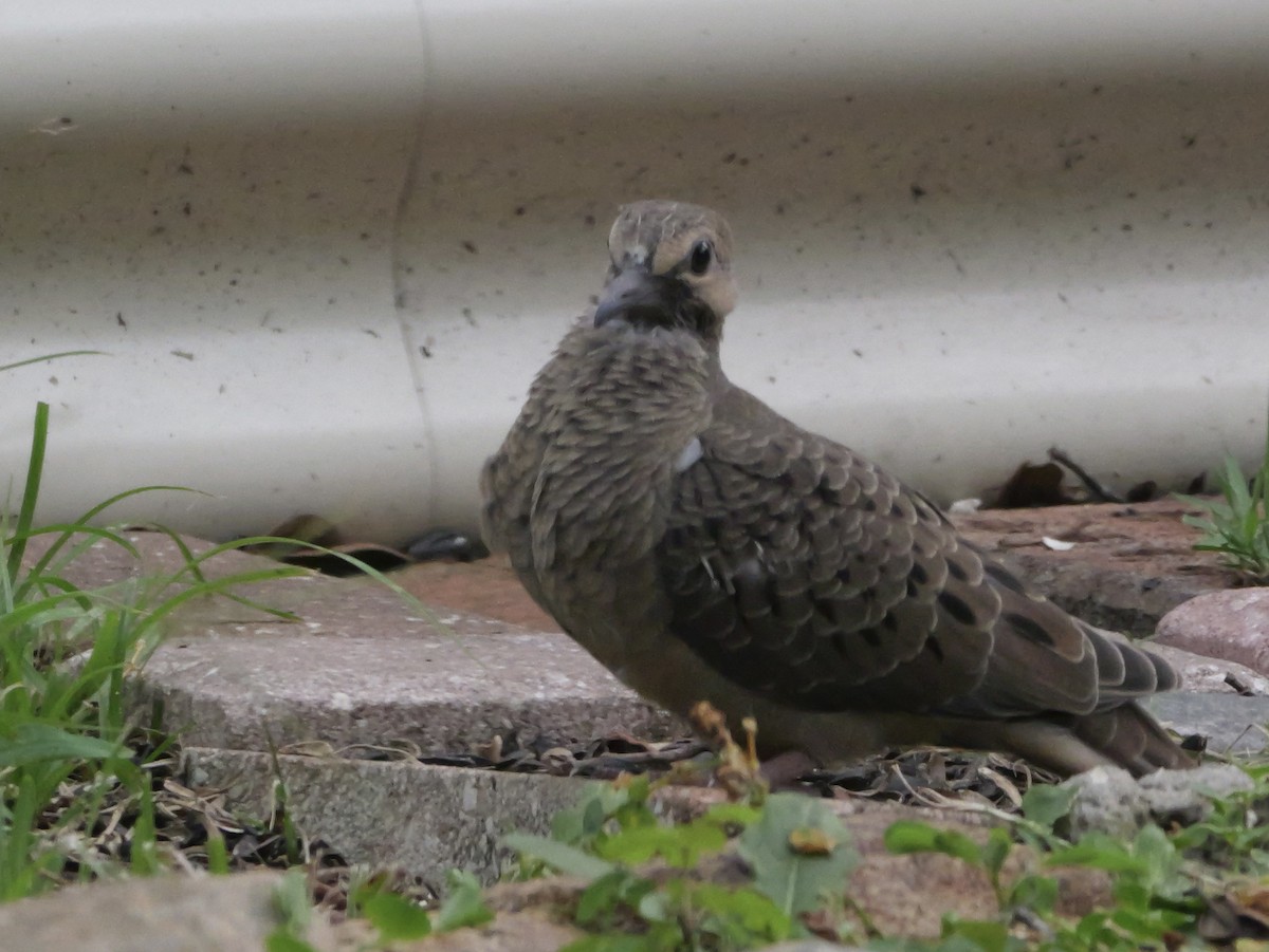 Mourning Dove - ML638920705