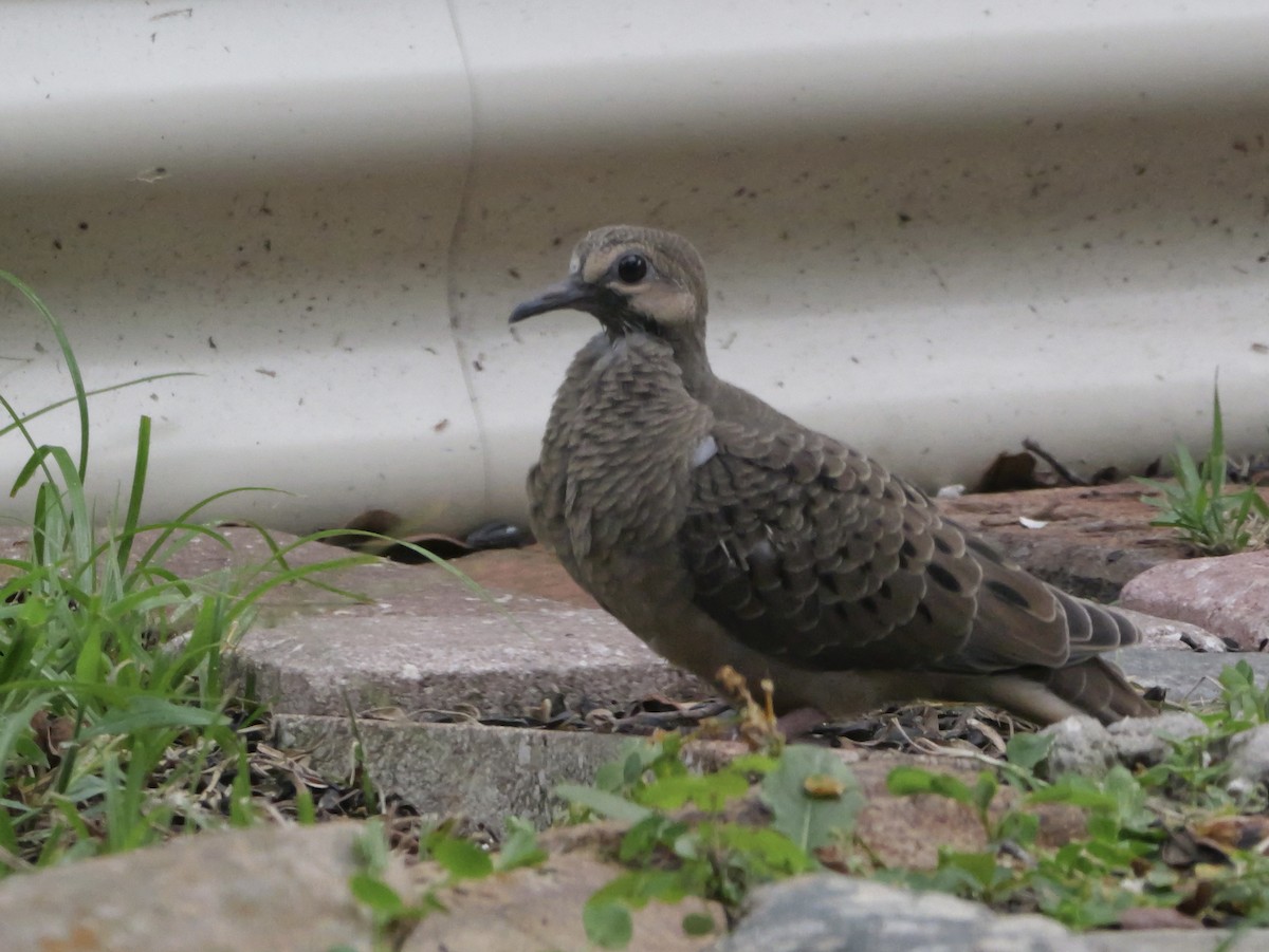 Mourning Dove - ML638920706