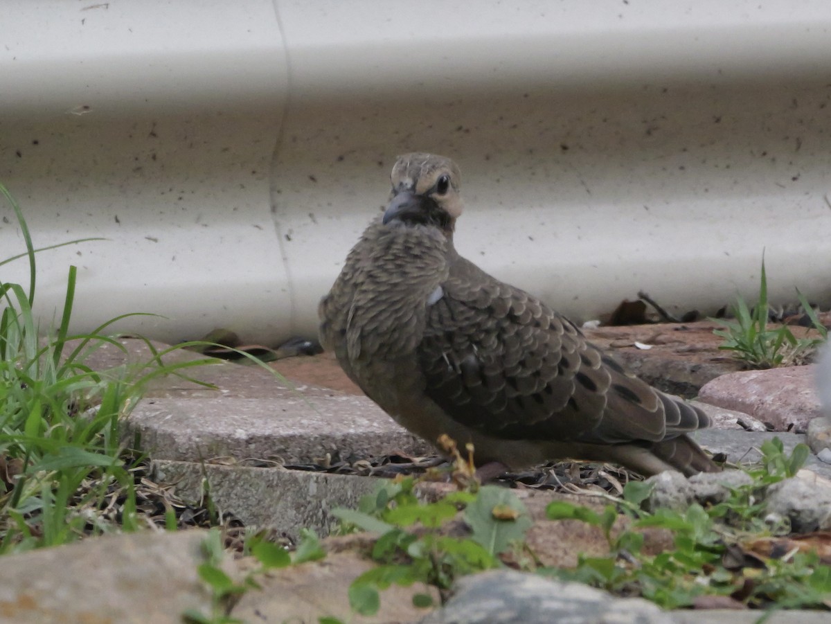 Mourning Dove - ML638920707