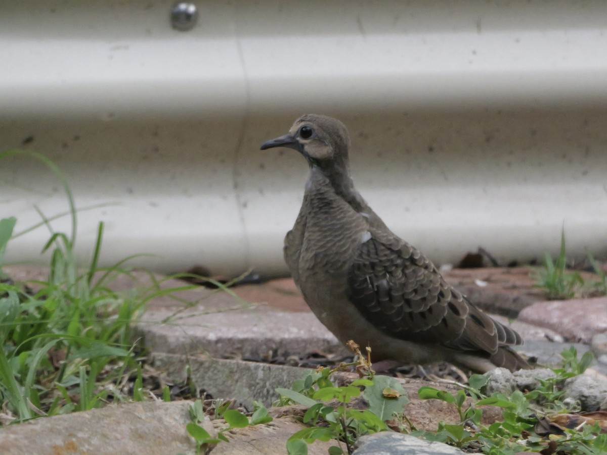 Mourning Dove - ML638920708