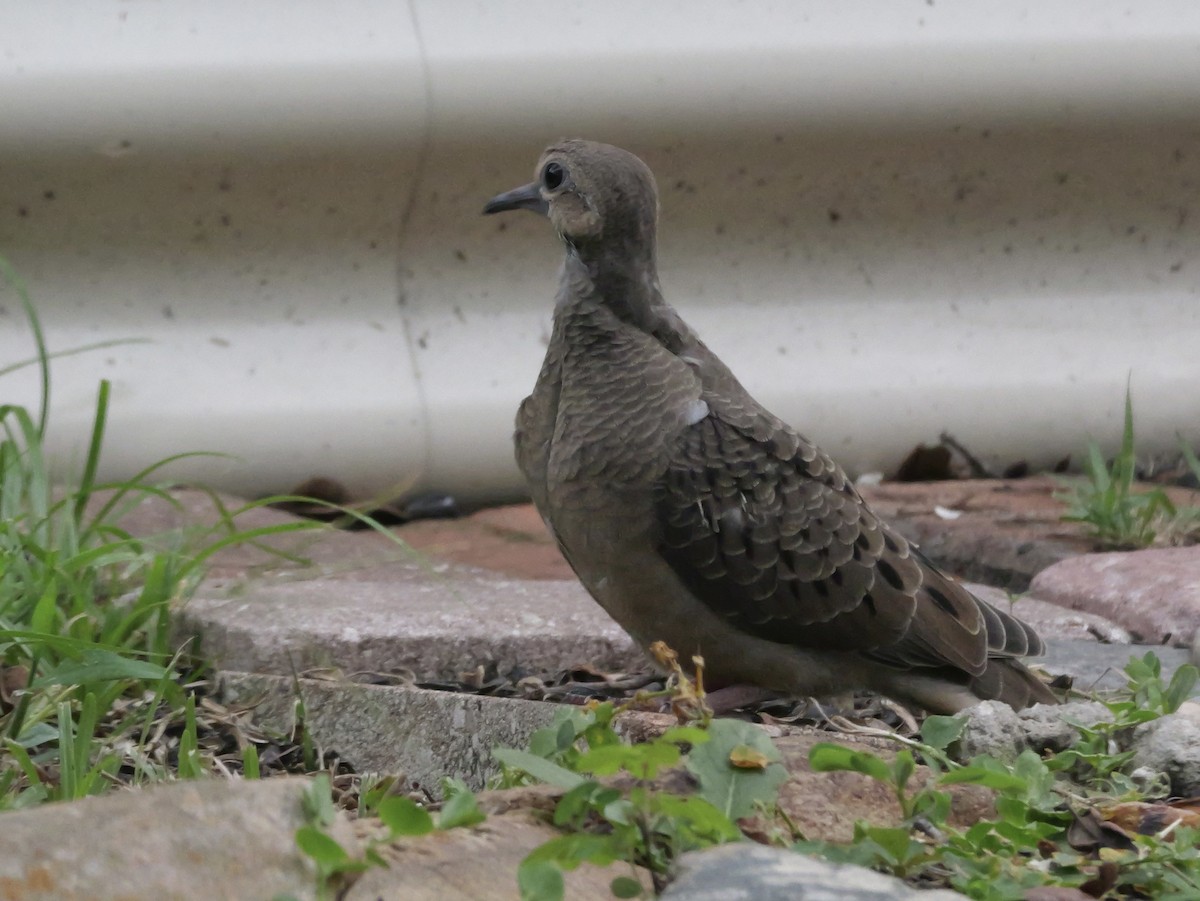 Mourning Dove - ML638920709