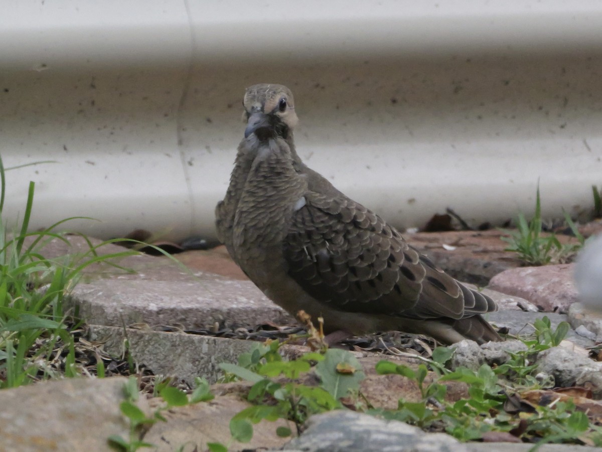 Mourning Dove - ML638920710