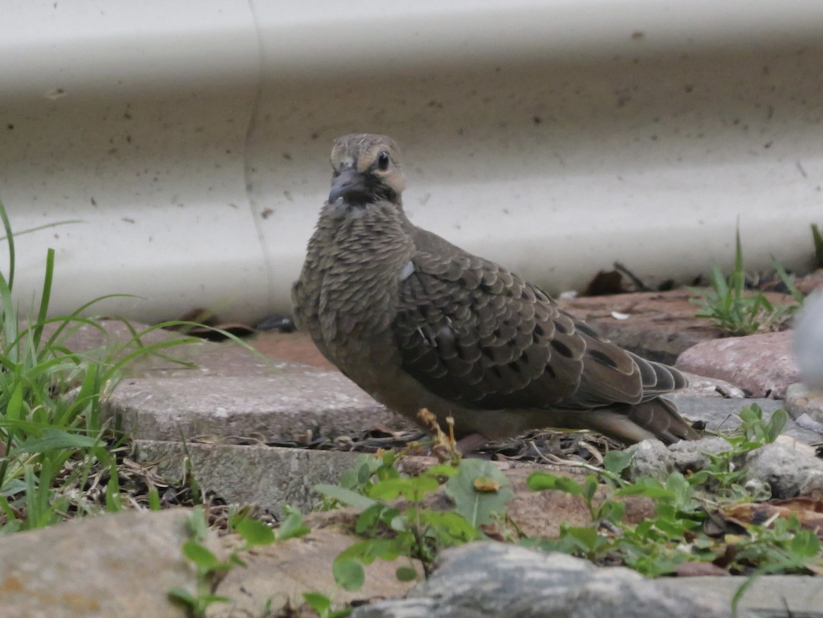 Mourning Dove - ML638920712