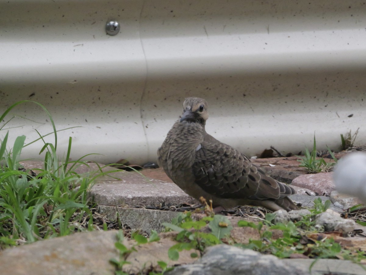 Mourning Dove - ML638920714