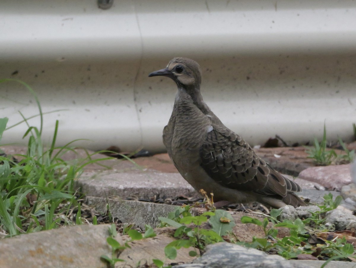 Mourning Dove - ML638920715
