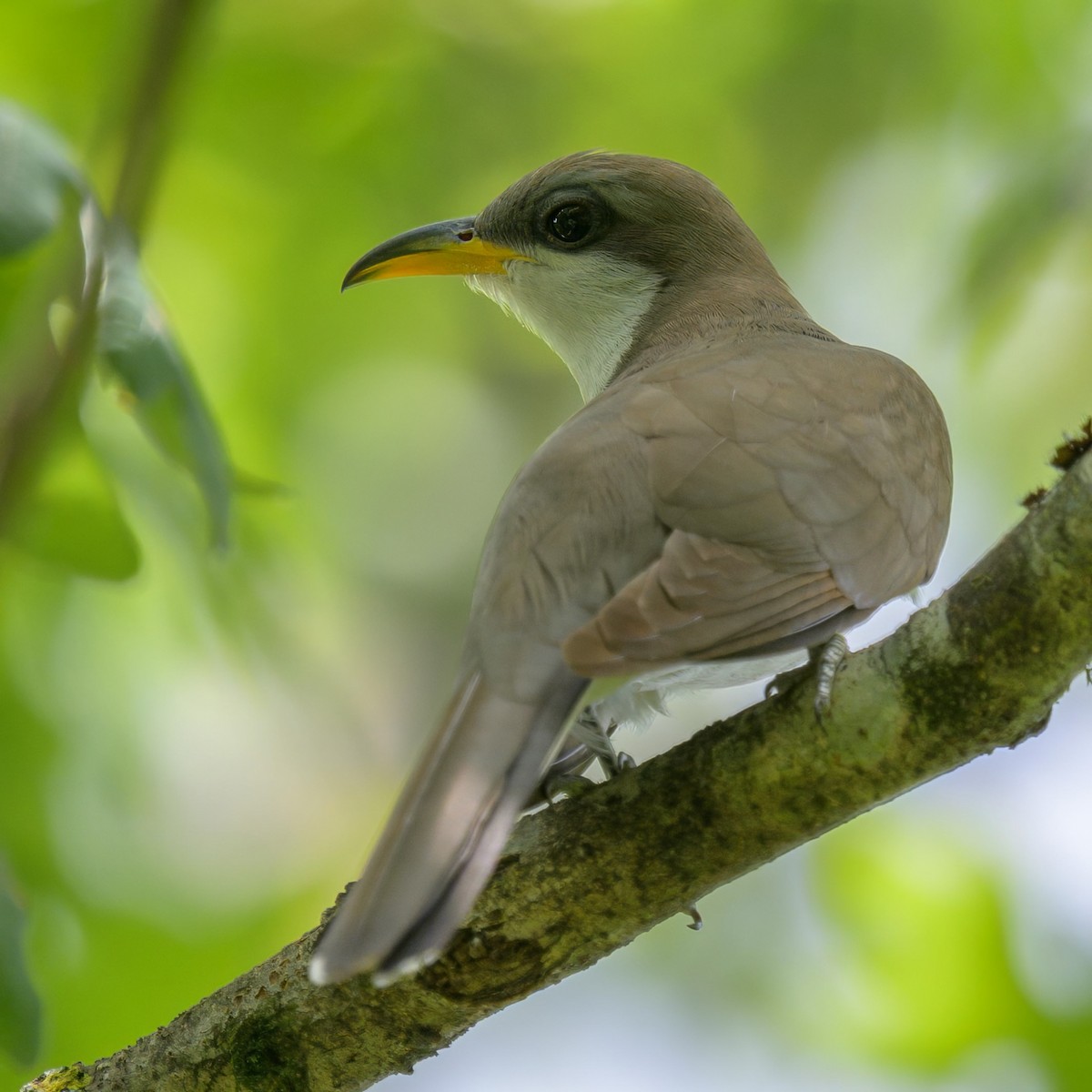 Yellow-billed Cuckoo - ML638920717