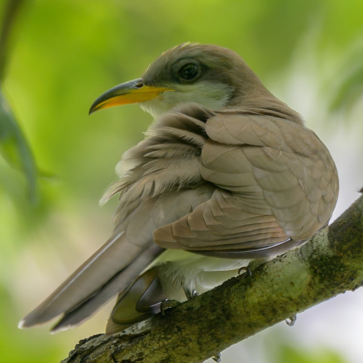 Yellow-billed Cuckoo - ML638920718