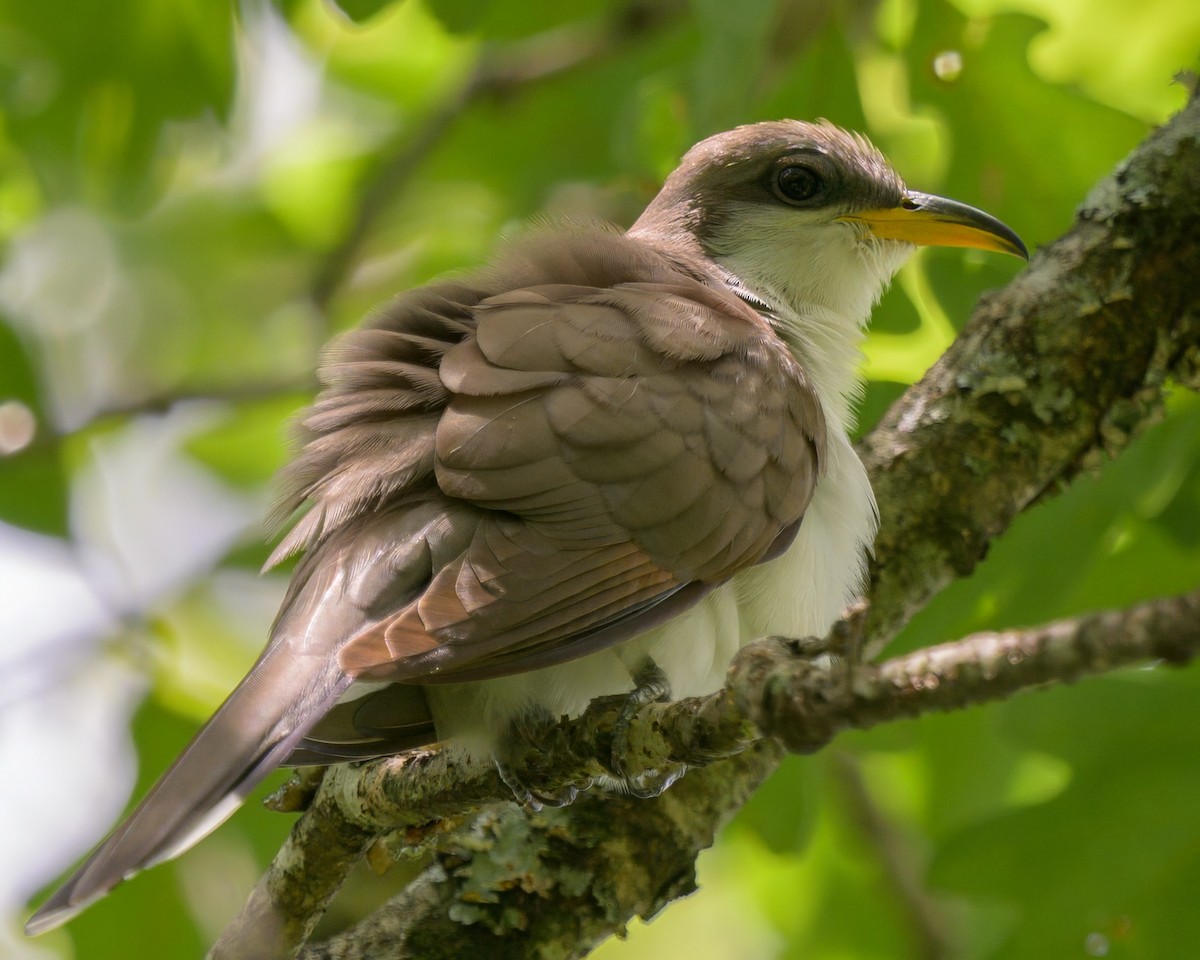 Yellow-billed Cuckoo - ML638920719