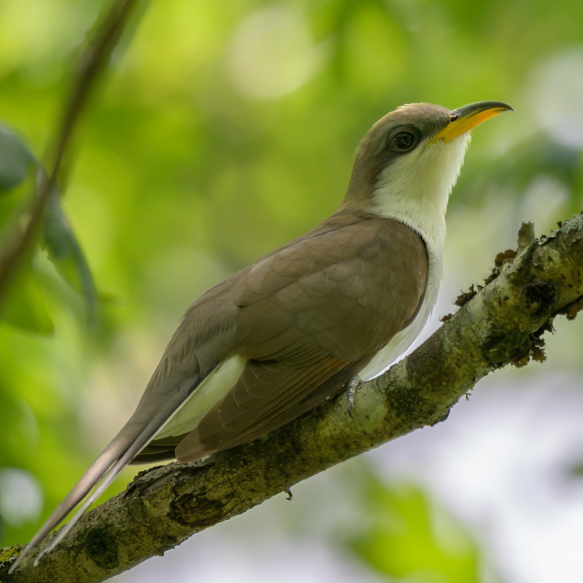 Yellow-billed Cuckoo - ML638920720