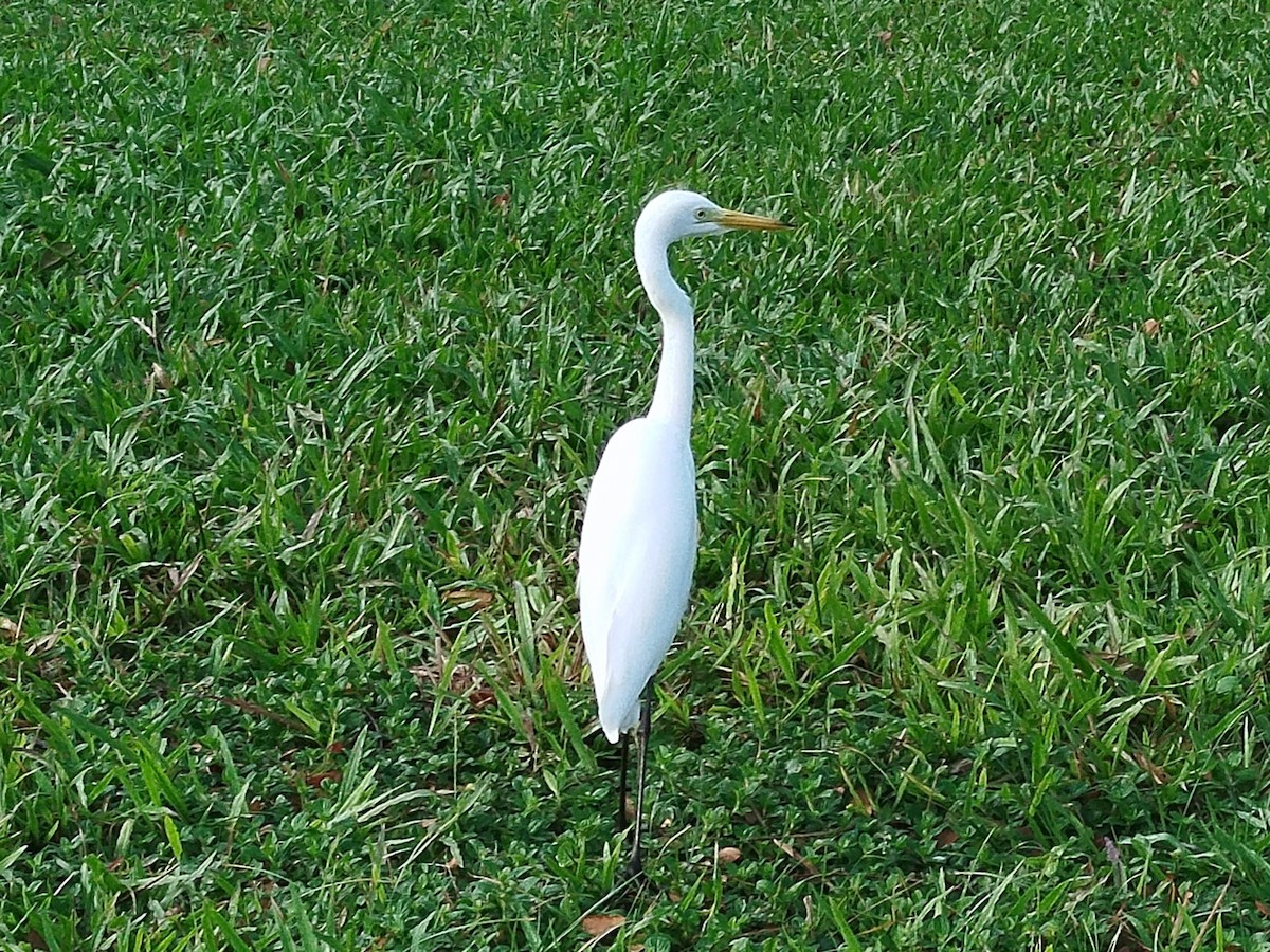 Medium Egret - ML638920723