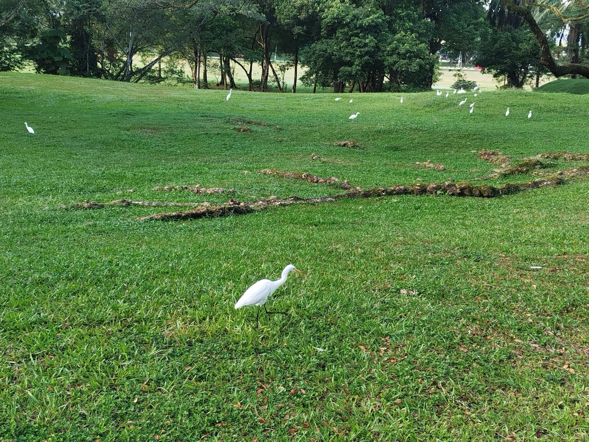 Medium Egret - ML638920724