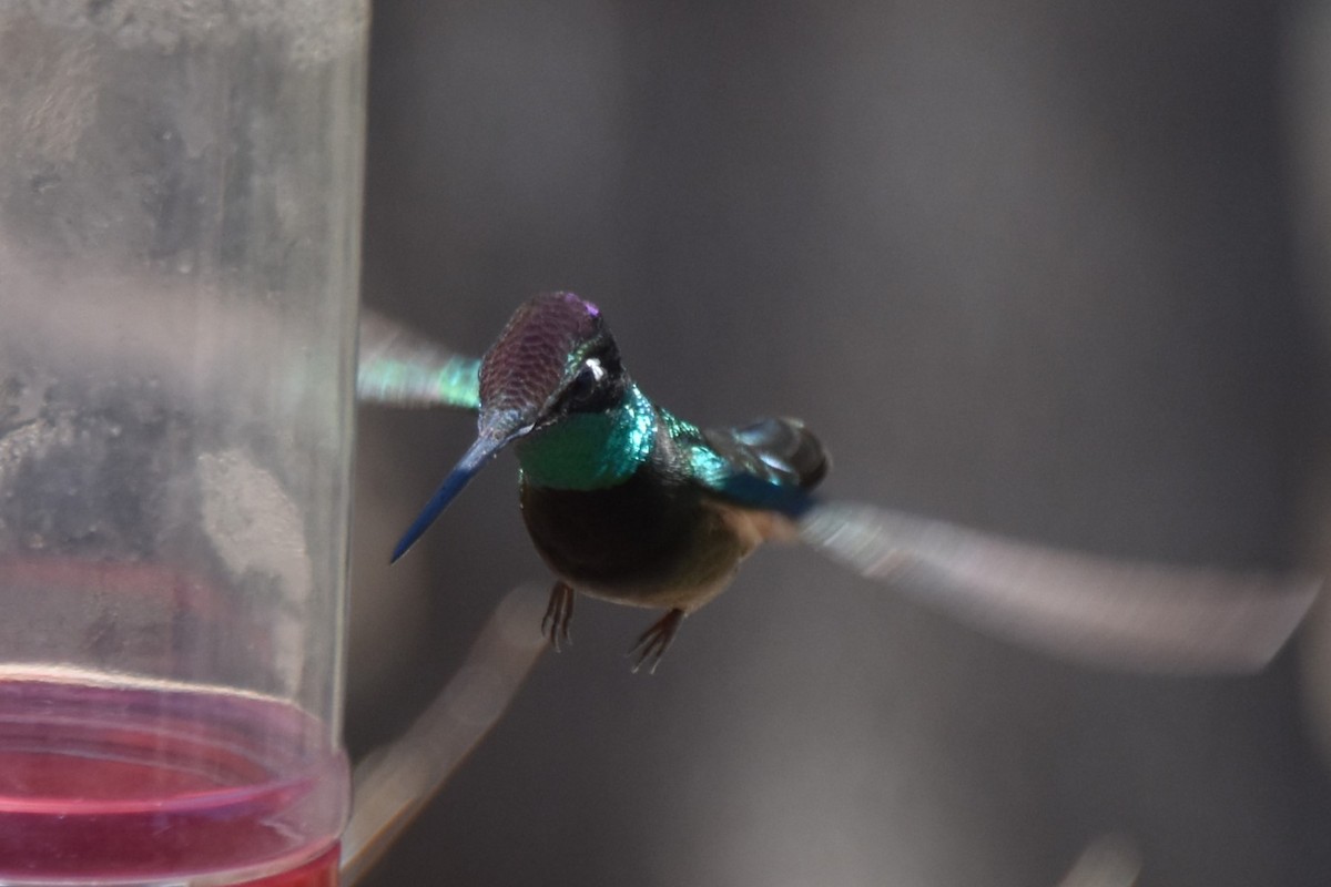 Rivoli's Hummingbird - ML638920725