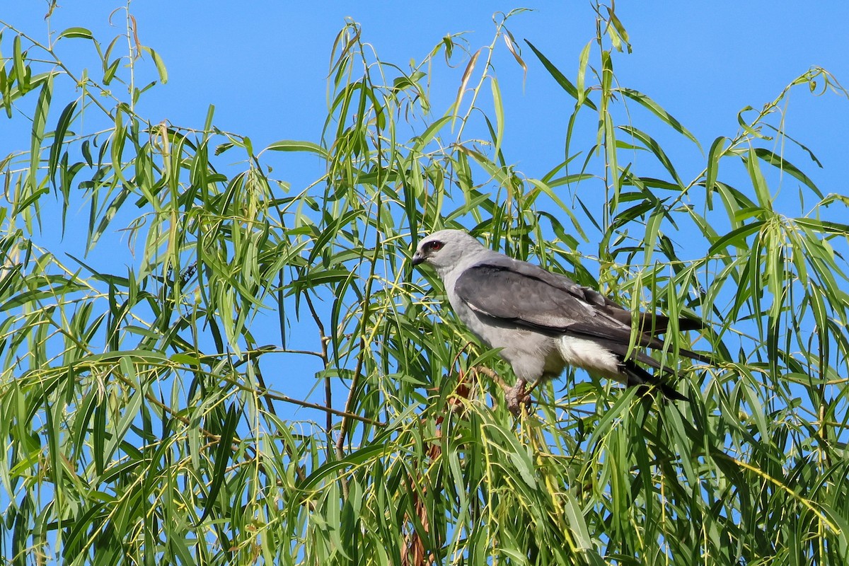Mississippi Kite - ML638920733