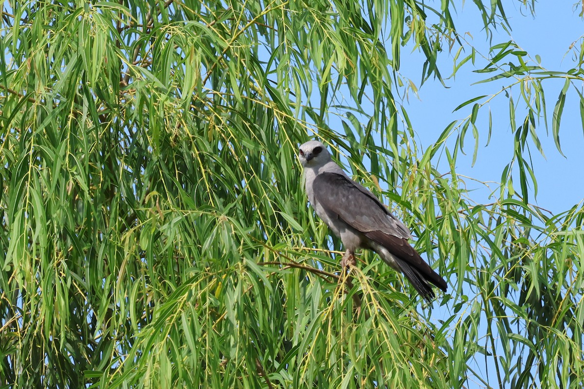 Mississippi Kite - ML638920735