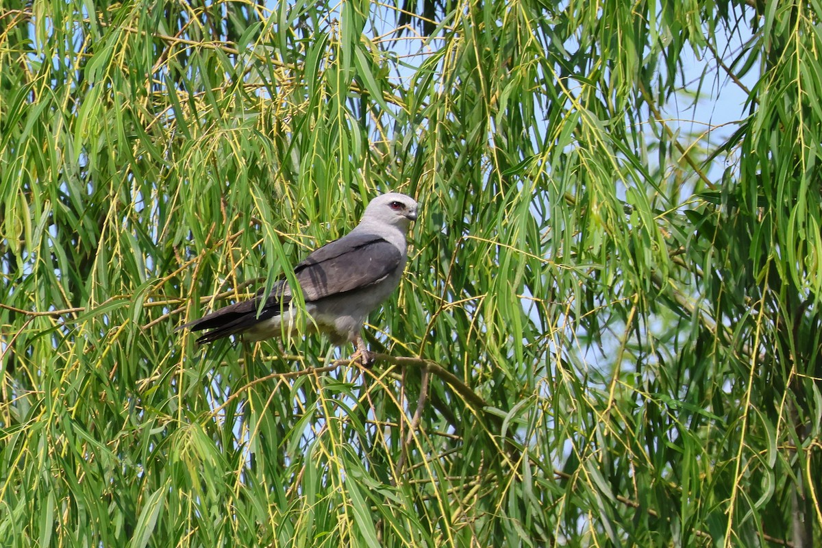 Mississippi Kite - ML638920738