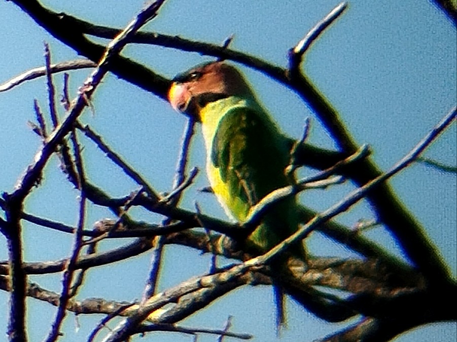 Long-tailed Parakeet - ML638920761