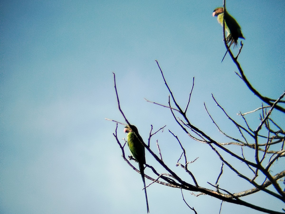 Long-tailed Parakeet - ML638920762
