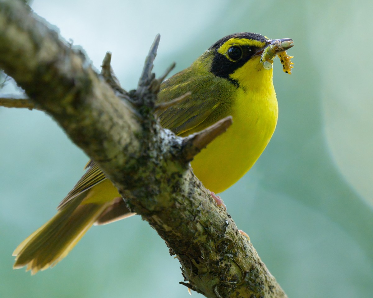 Kentucky Warbler - ML638920765