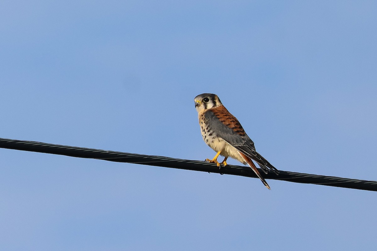 American Kestrel - ML638920769