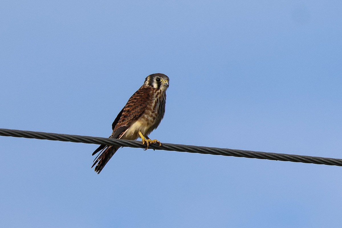 American Kestrel - ML638920771