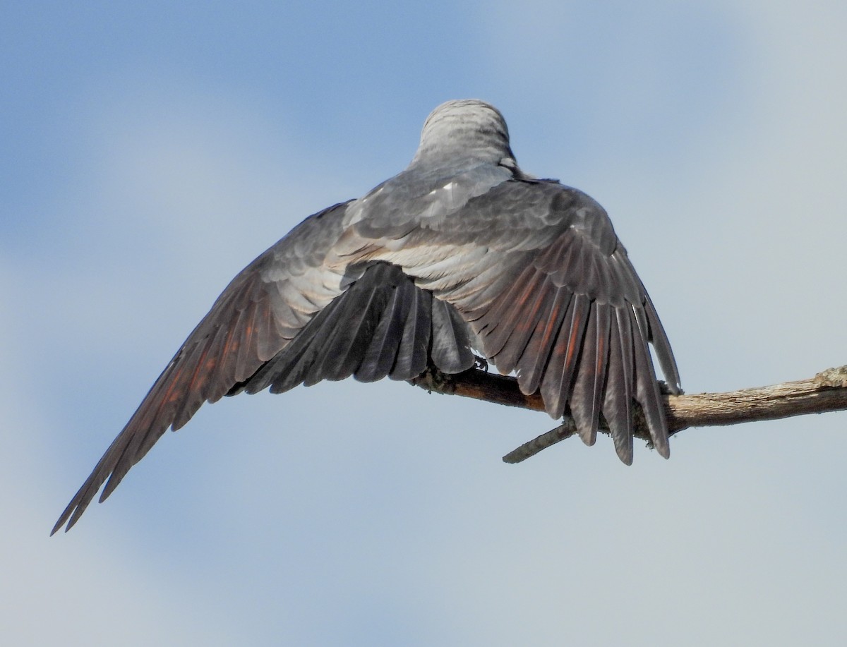 Mississippi Kite - ML638920773