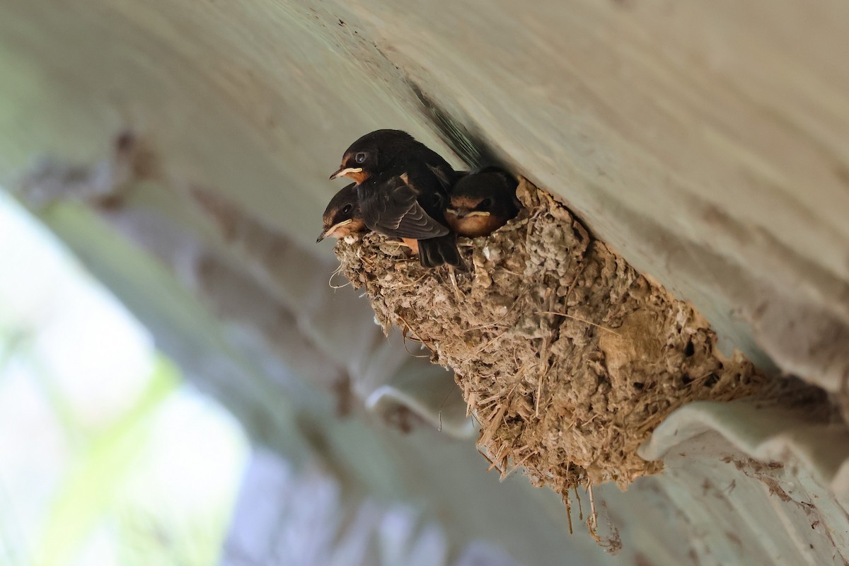 Barn Swallow - ML638920783