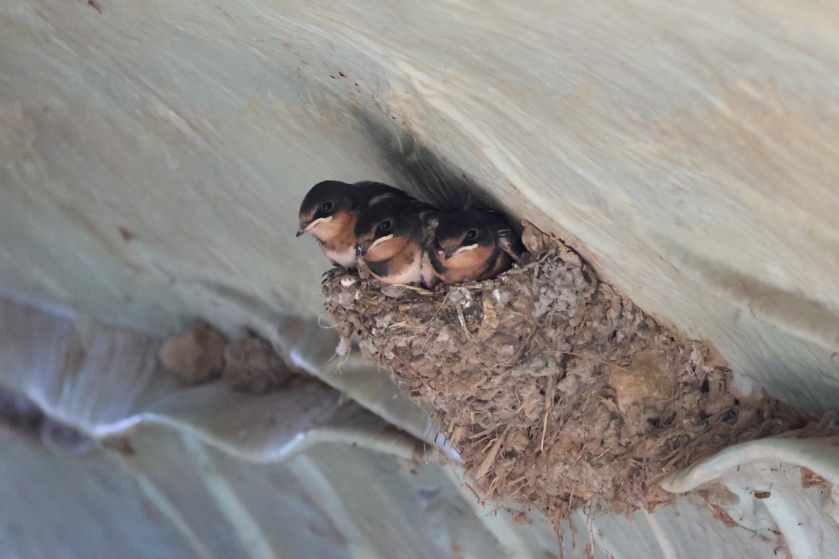 Barn Swallow - ML638920784