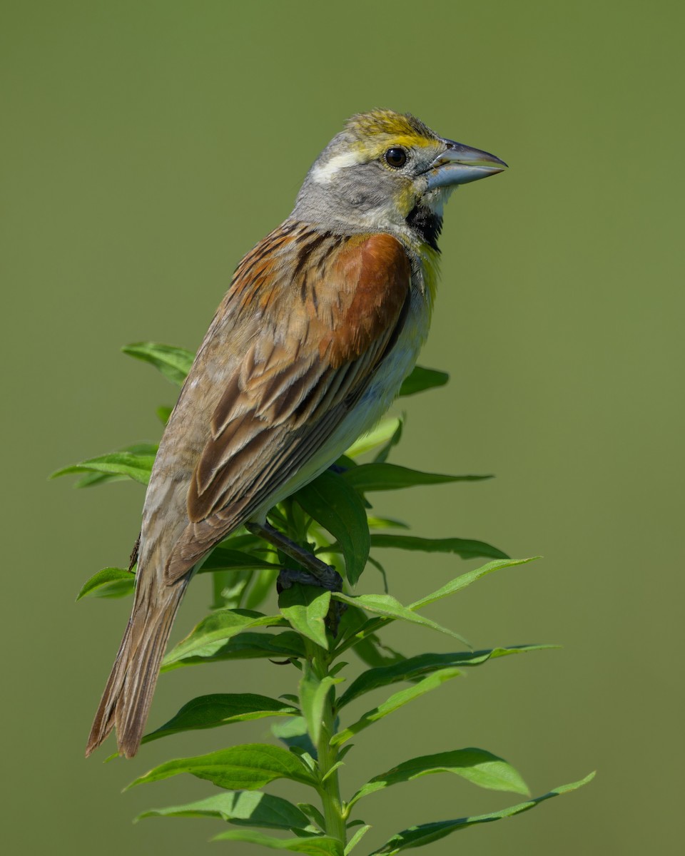 Dickcissel - ML638920791