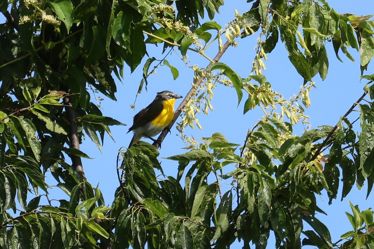 Yellow-breasted Chat - ML638920798