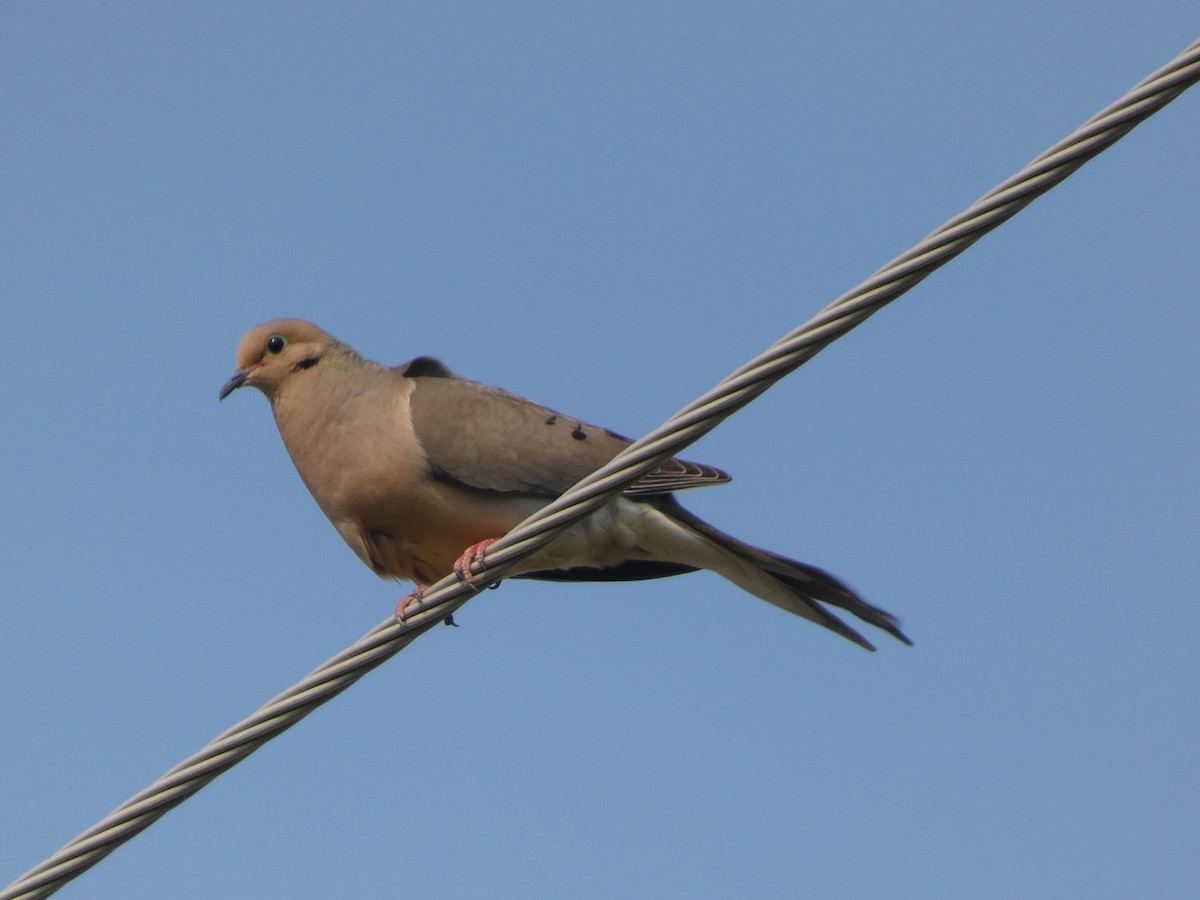 Mourning Dove - ML638920805