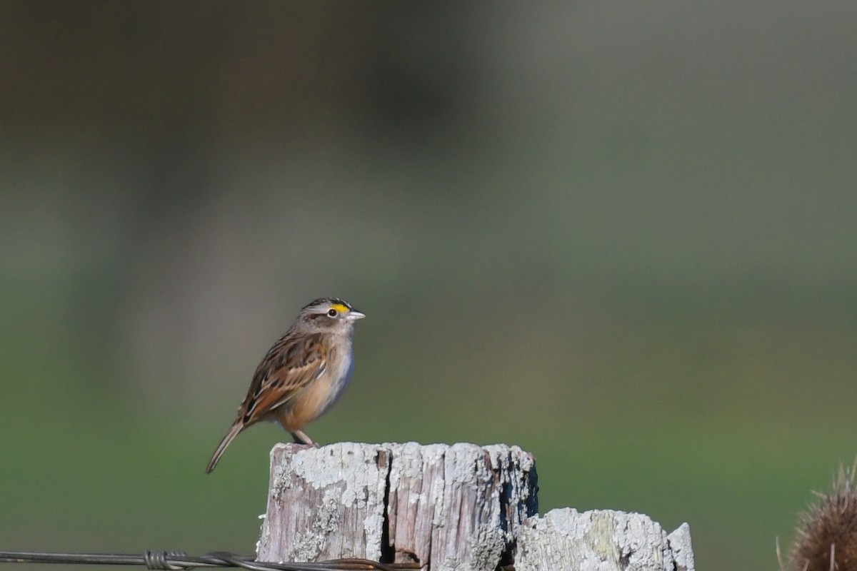 Grassland Sparrow - ML638920810