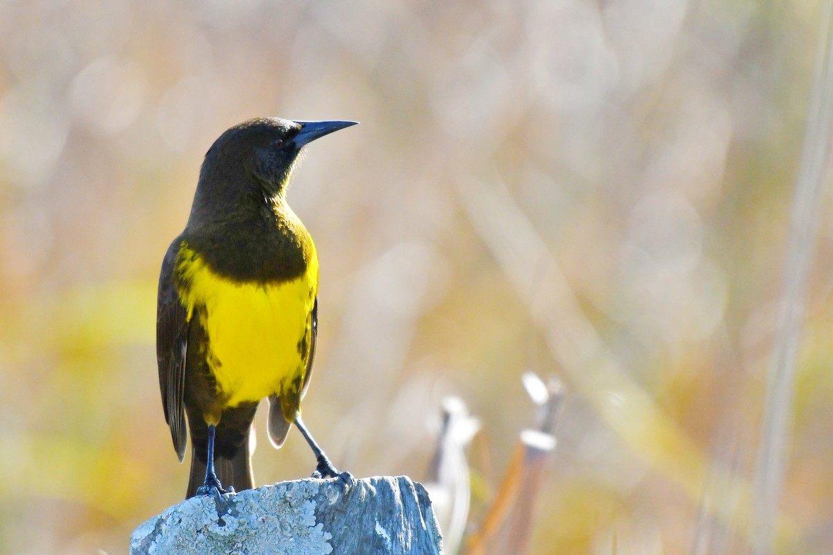 Brown-and-yellow Marshbird - ML638920852