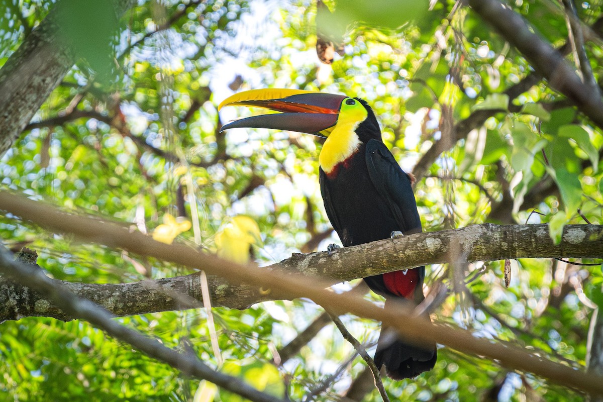 Yellow-throated Toucan - ML638920870