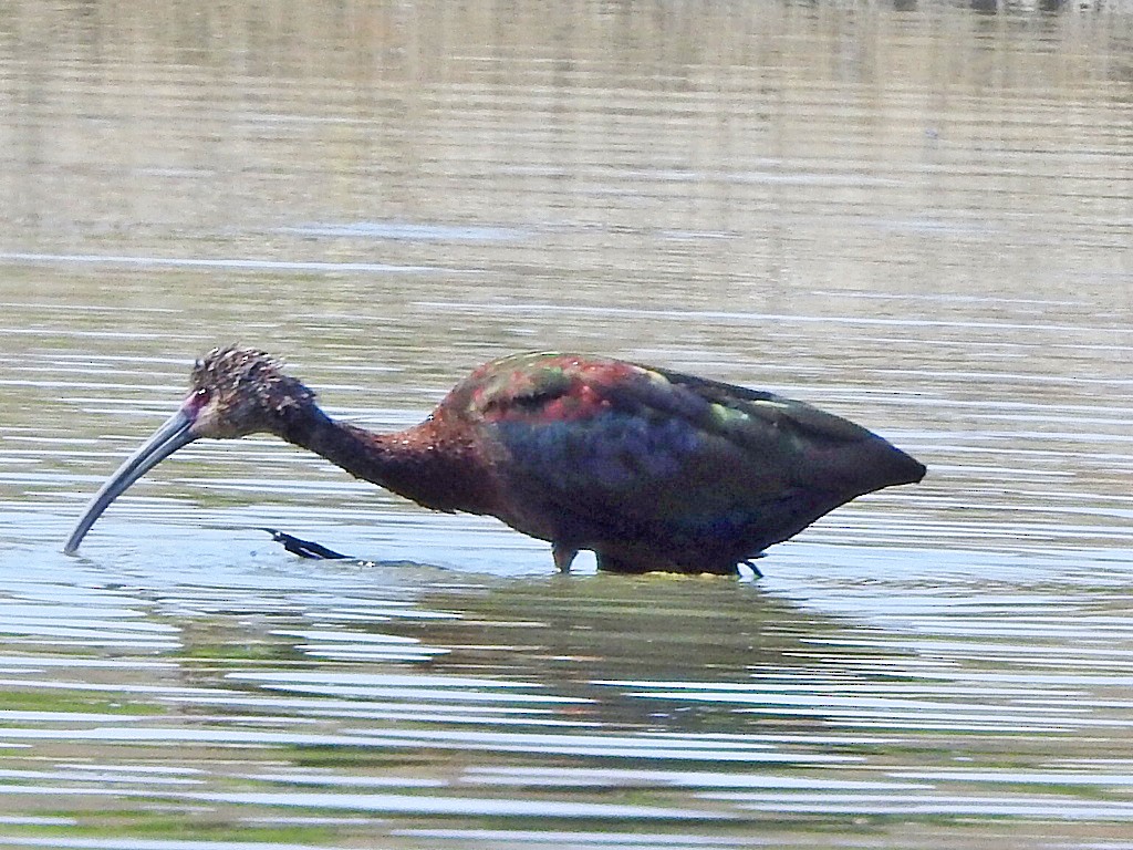 White-faced Ibis - ML638920899