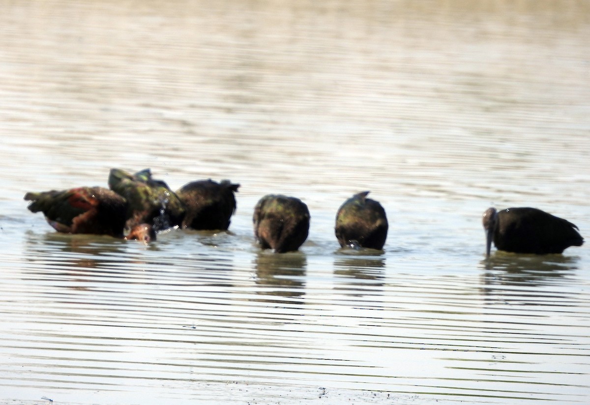 White-faced Ibis - ML638920905
