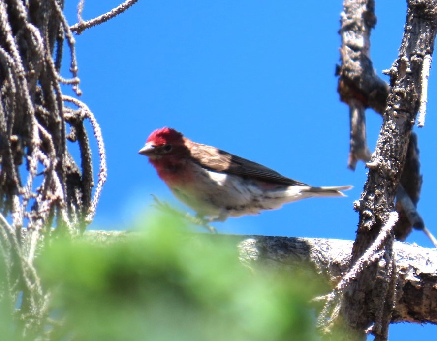 Cassin's Finch - ML638920912