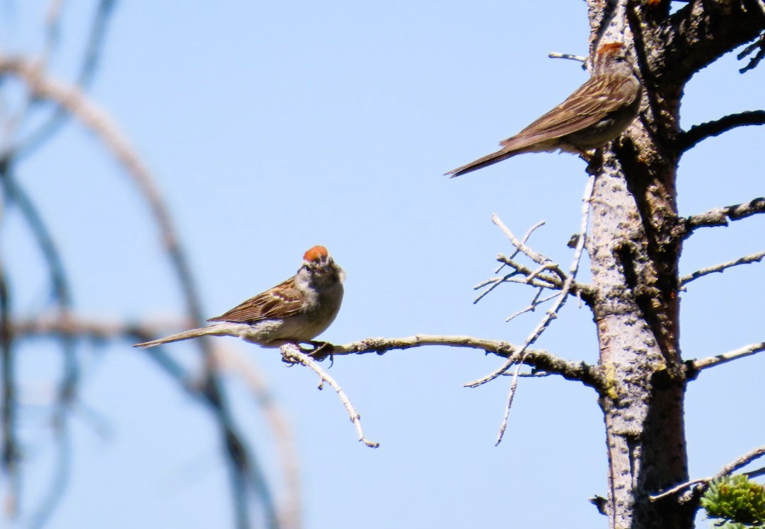 Chipping Sparrow - ML638920922