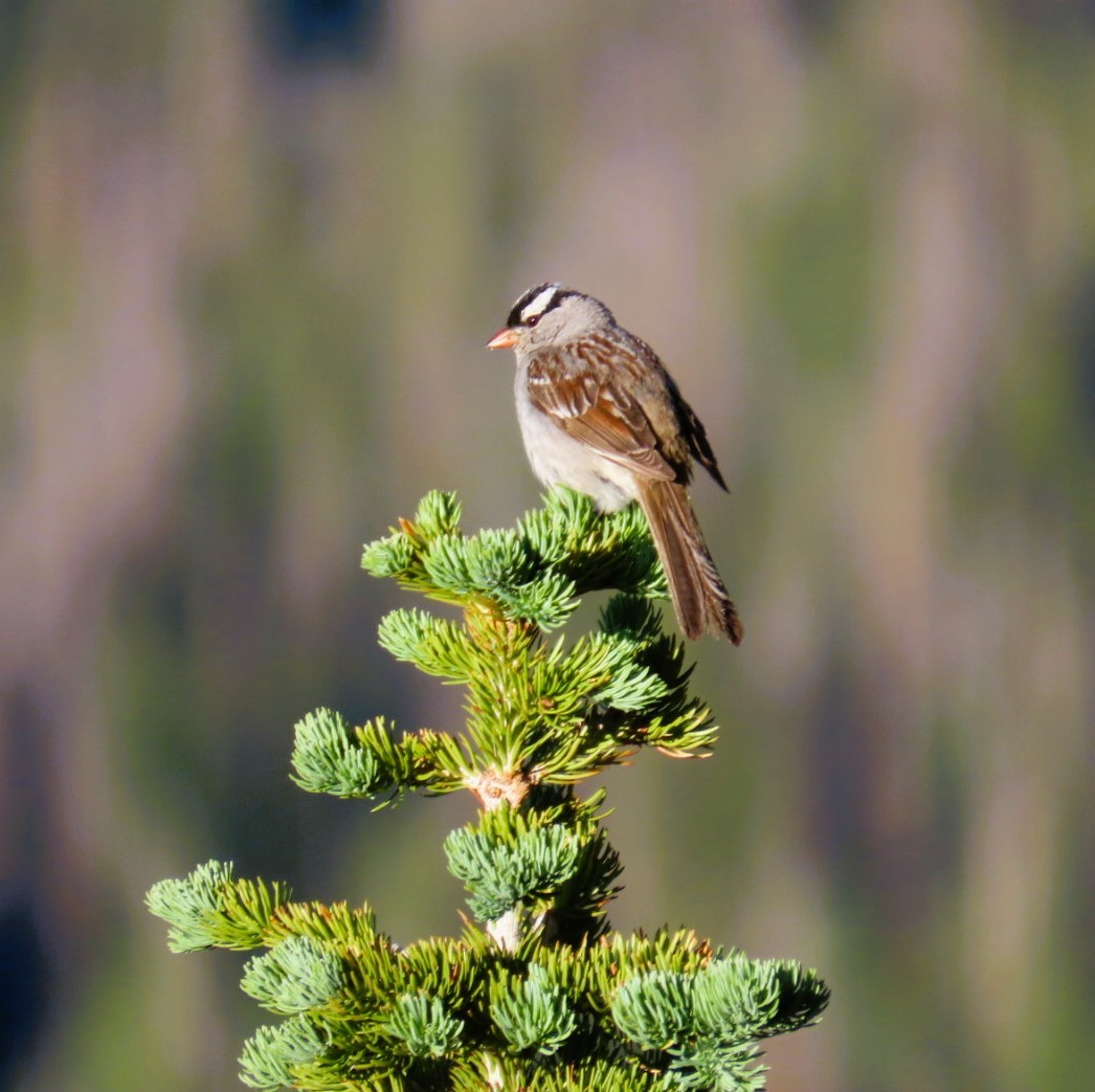 White-crowned Sparrow - ML638920929