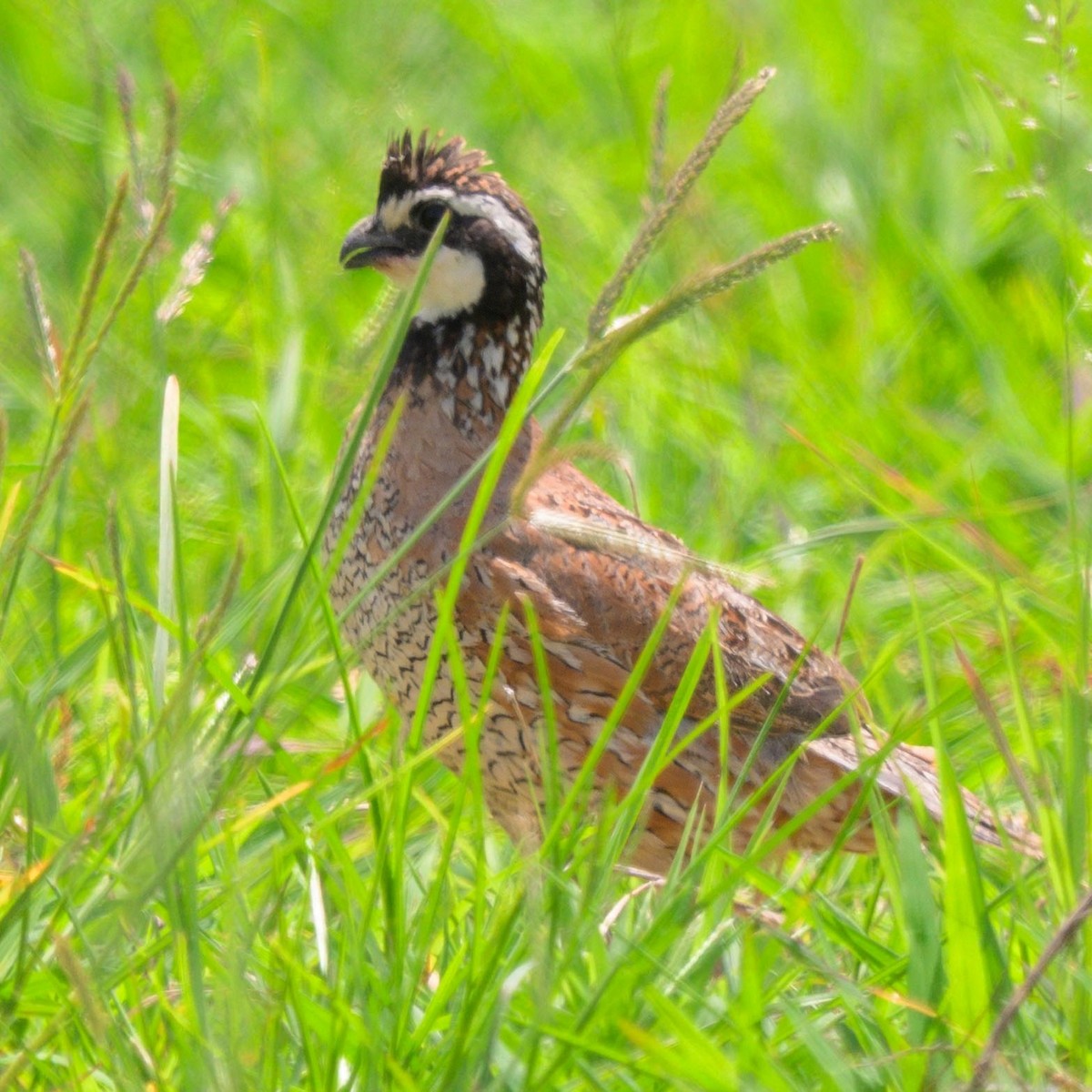 Northern Bobwhite - ML638920933