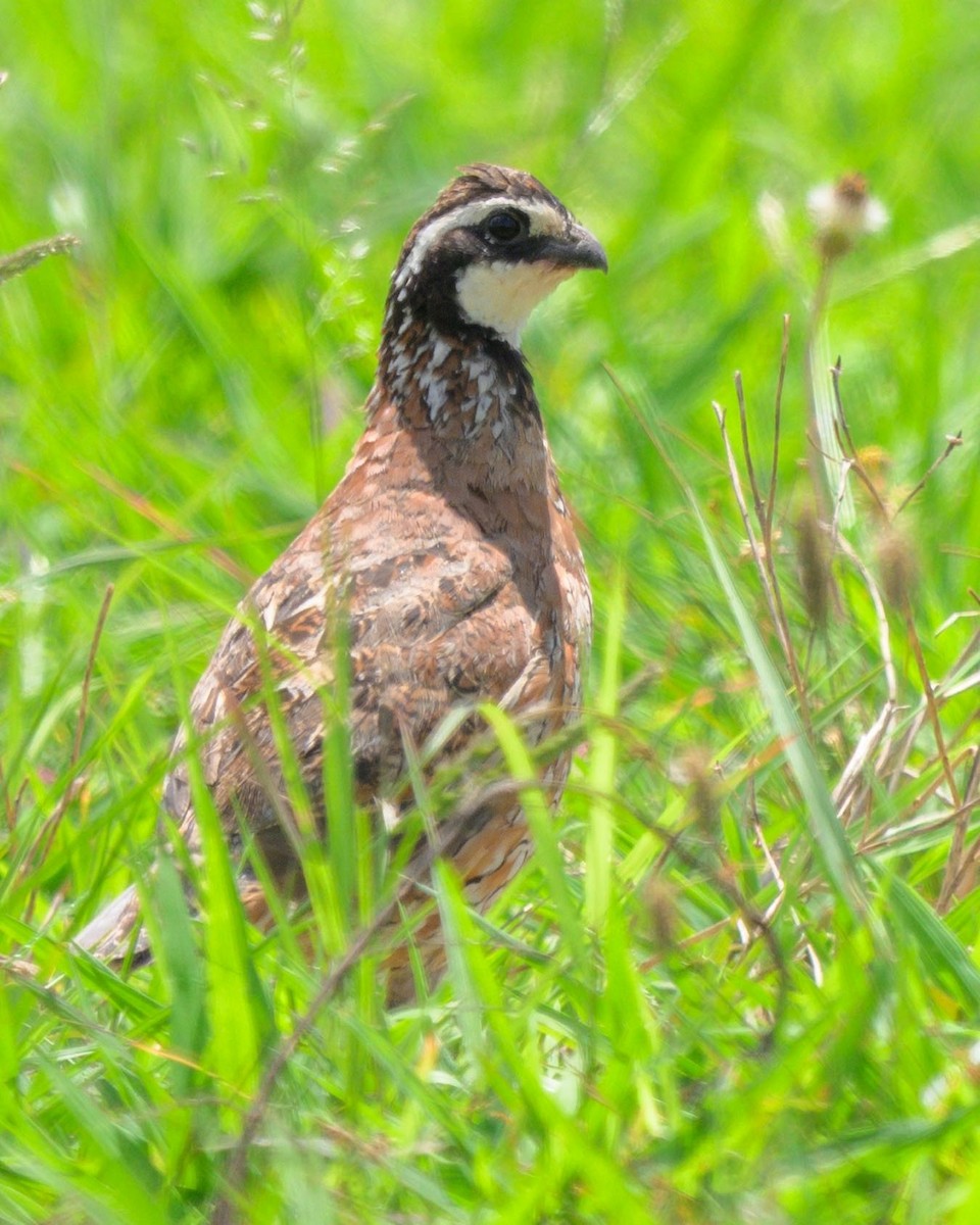 Northern Bobwhite - ML638920934