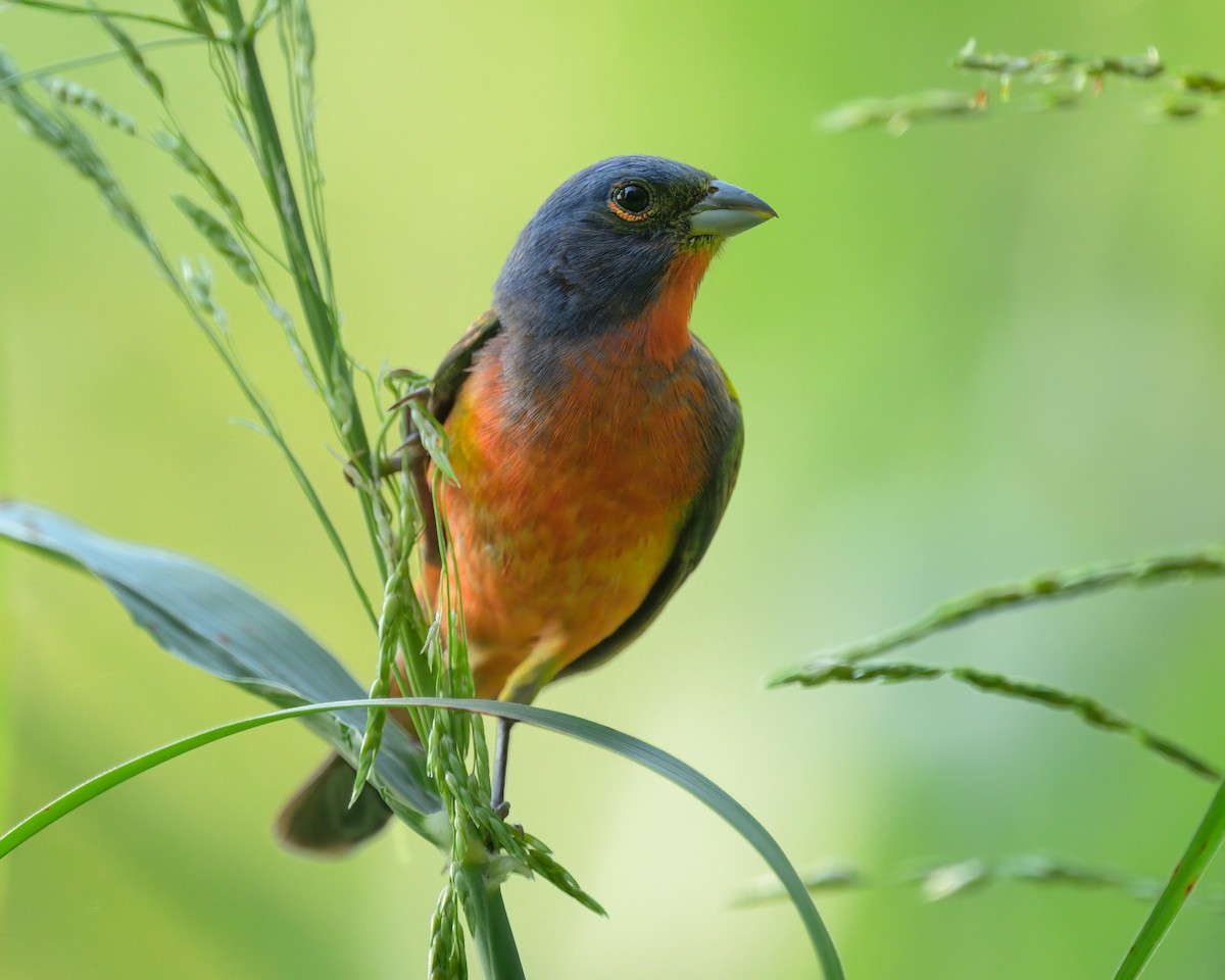 Passerin nonpareil - ML638920970