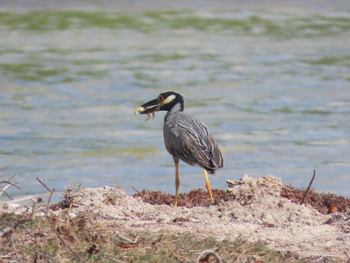 Yellow-crowned Night Heron - ML638920971