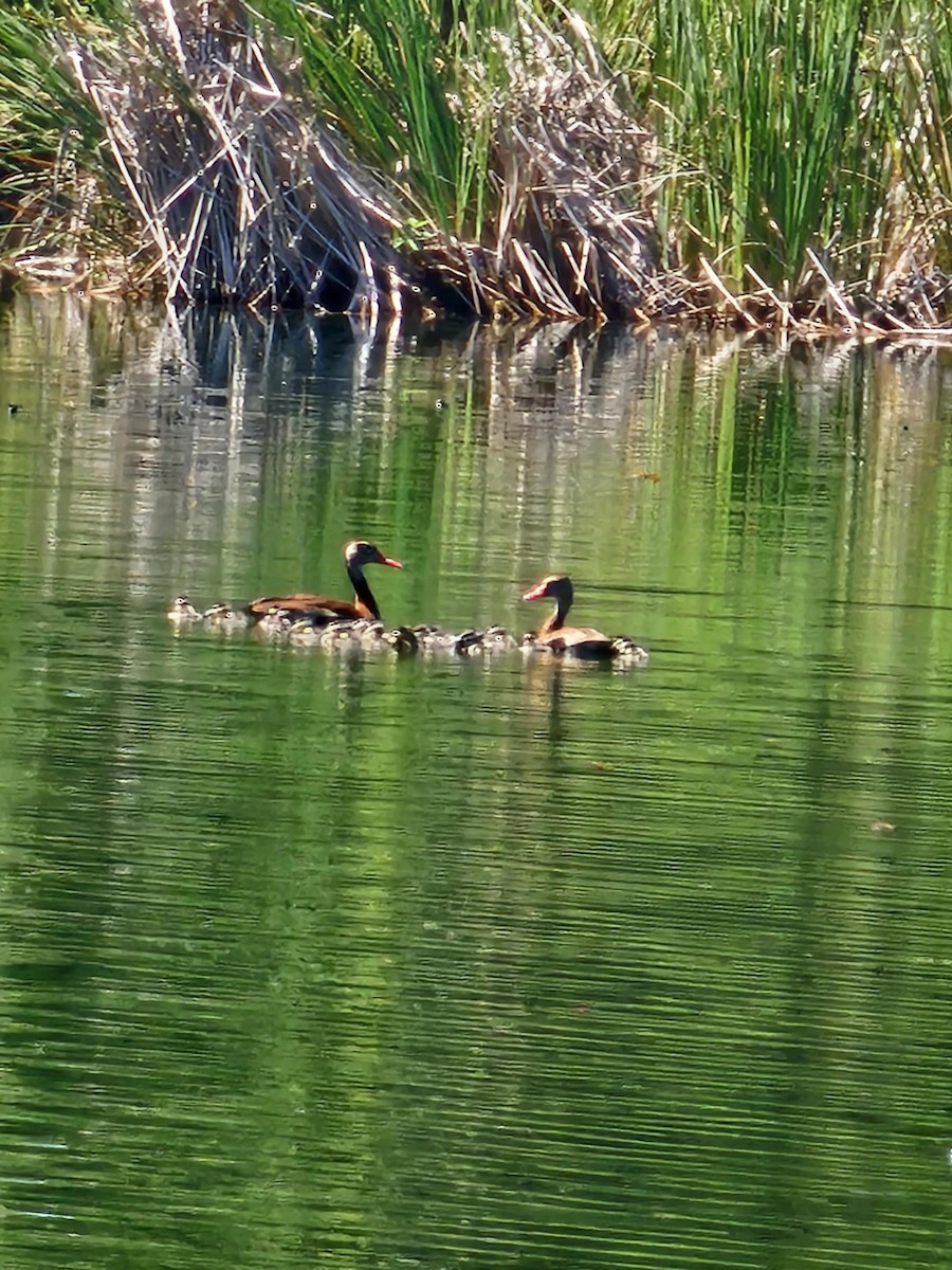 Black-bellied Whistling-Duck - ML638920990