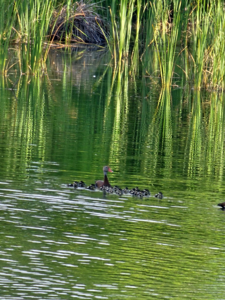 Black-bellied Whistling-Duck - ML638921004
