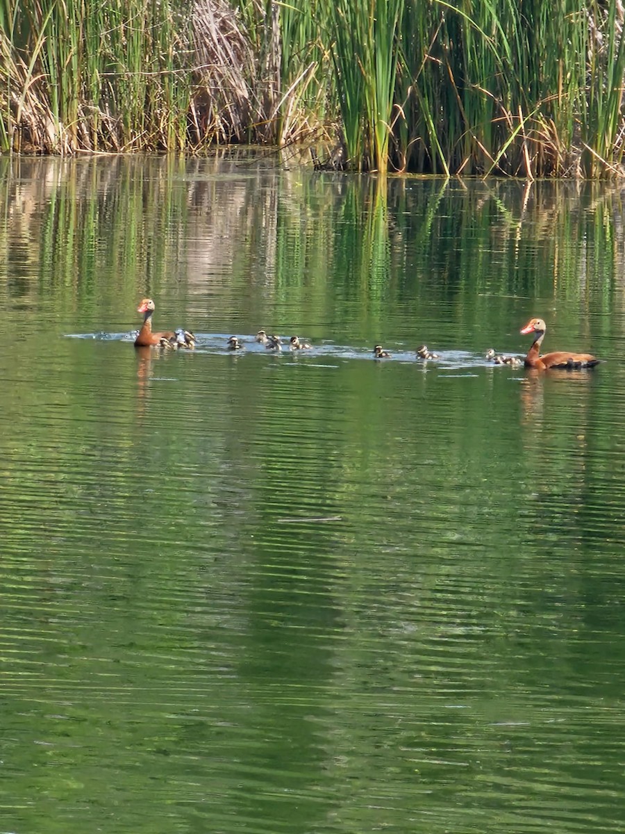 Black-bellied Whistling-Duck - ML638921008