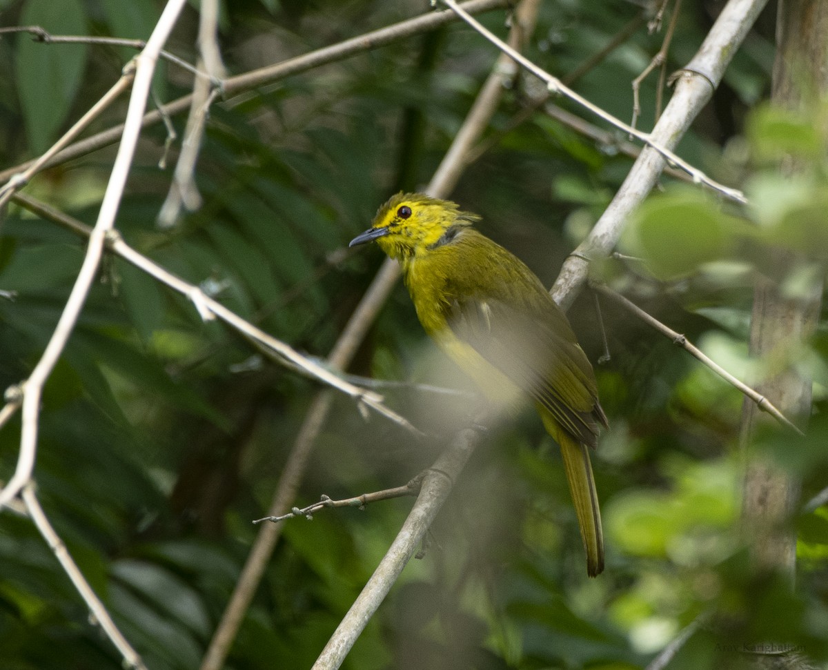 Yellow-browed Bulbul - ML638921030