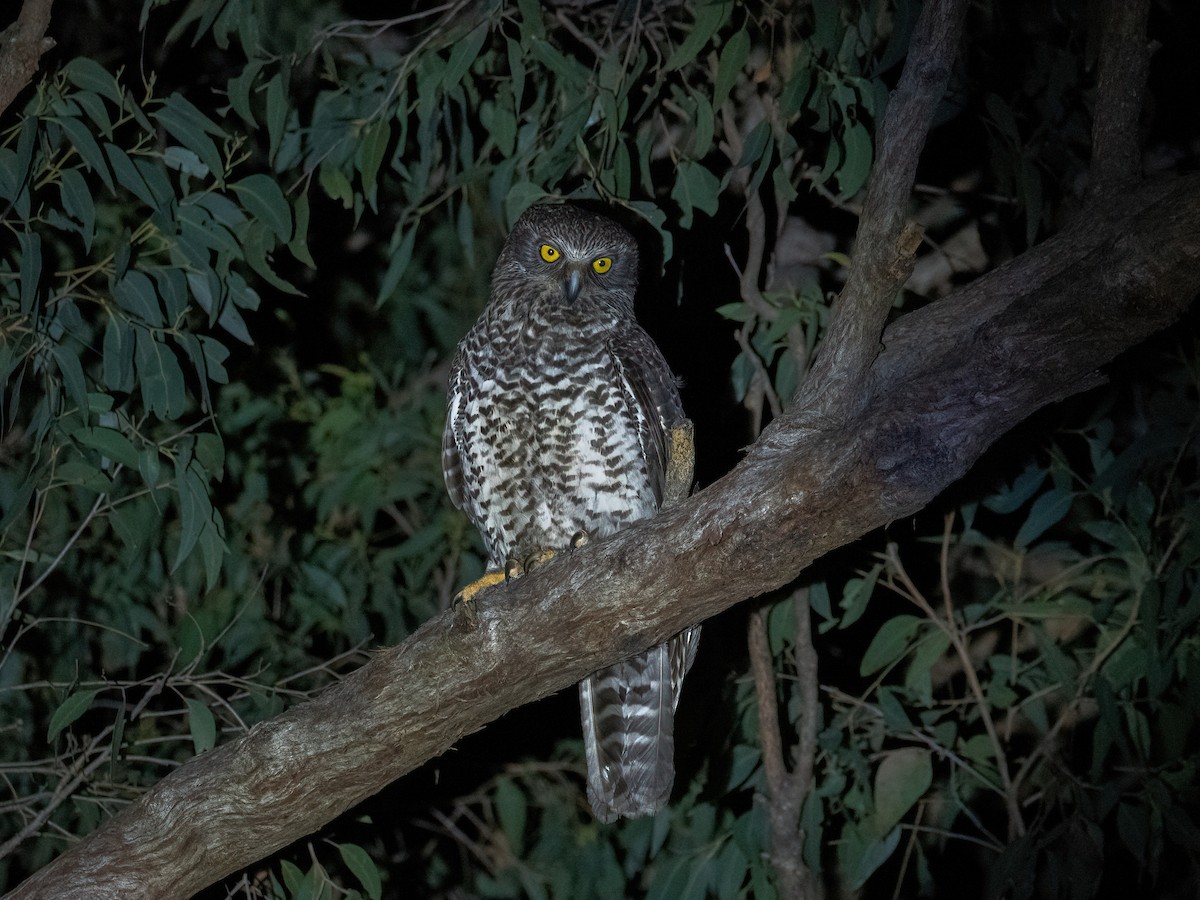 Powerful Owl - ML638921033