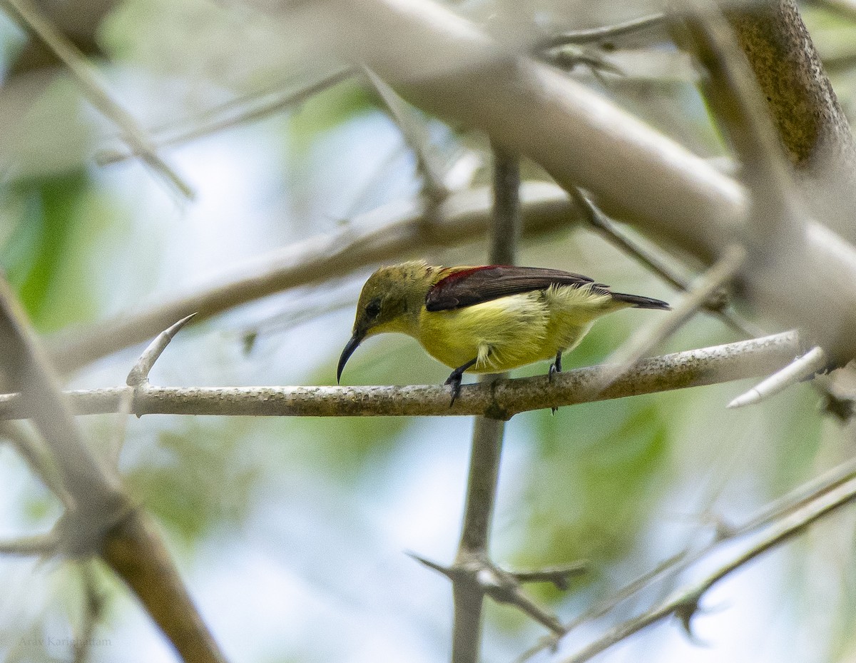Crimson-backed Sunbird - ML638921034