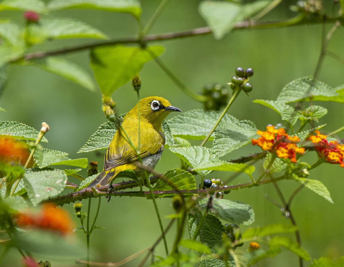 Indian White-eye - ML638921039